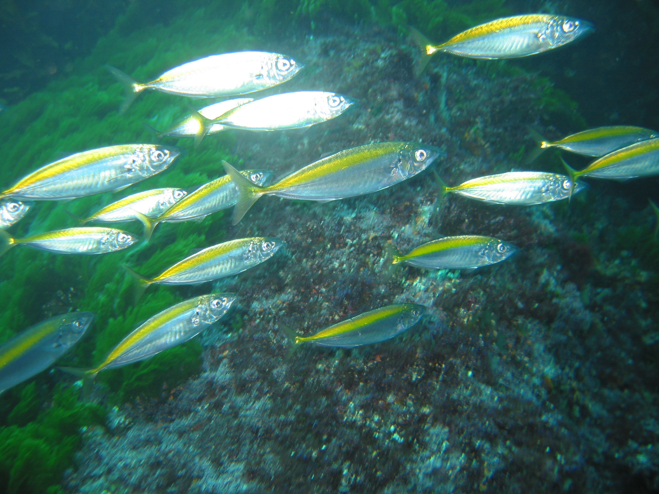 (Decapterus Bleeker, 1851) Род Декаптерусы, Декаптеры, Десятипёрые